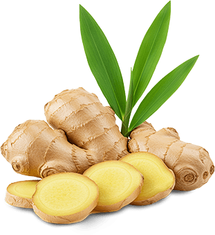 Ginger